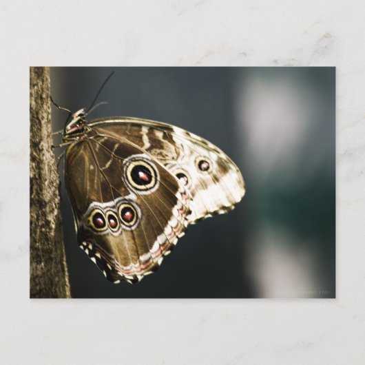 Morpho peleides Briefkaart (Voorkant)