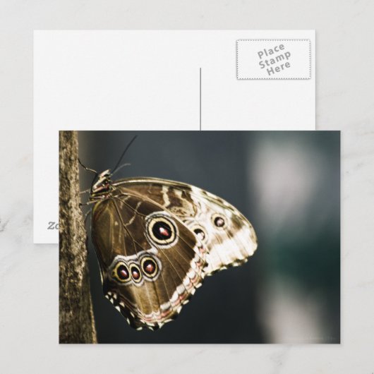 Morpho peleides Carte postale (Devant / Derrière)