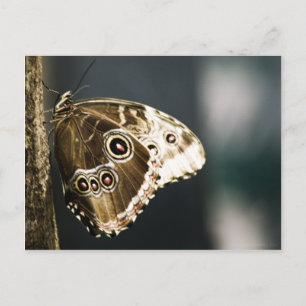 Morpho peleides Carte postale