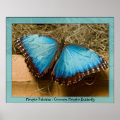 Morpho Peleides - Common Morpho ... Poster (Voorkant)