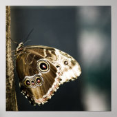 Morpho peleides Impression (Devant)