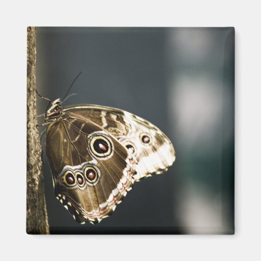 Morpho peleides Magnet (Devant)