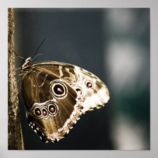 Morpho peleides Print (Voorkant)