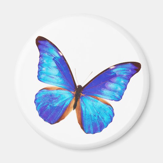 Morpho rhetenor magneet (Voorkant)