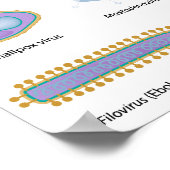 Morphologie des virus courants Poster (Coin)