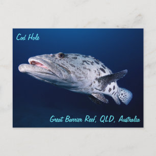 Morue de pomme de terre sur la carte postale du tr