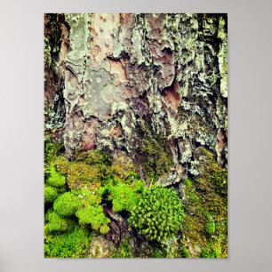 Mos en schors Natuurfotografie Poster