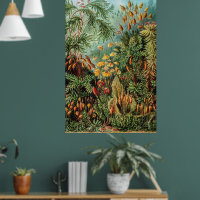  Mos Planten Muscinae door Ernst Haeckel