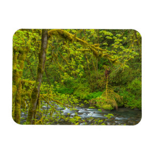 Mosachtige Rotsen en Bomen Begrenzen Eagle Creek Magneet