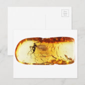 Mosquito in amber briefkaart (Voorkant / Achterkant)