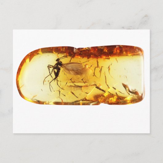 Mosquito in amber briefkaart (Voorkant)