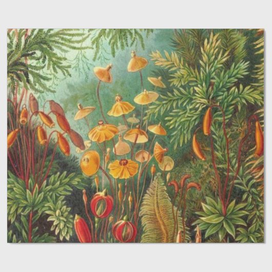 Moss - Ernst Haeckel Cadeaupapier (Vlak)