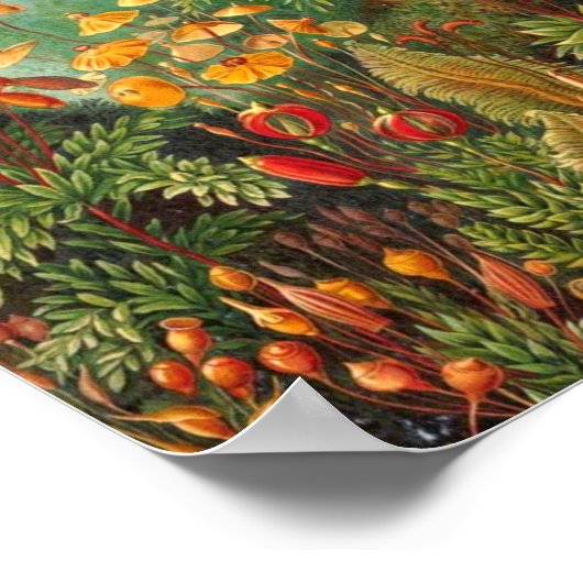 Moss - Ernst Haeckel Poster (Hoek)