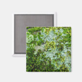 Moss et Lichen sur le Rock Magnet (Recto/Verso)