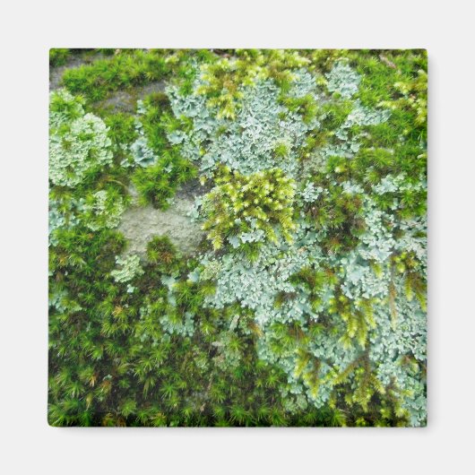 Moss et Lichen sur le Rock Magnet (Devant)