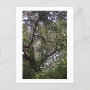 Moss Forest Canopy Custom Louisiana Art Briefkaart