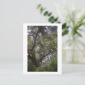 Moss Forest Canopy Custom Louisiana Art Cartes pos (Debout devant)
