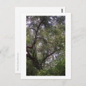 Moss Forest Canopy Custom Louisiana Art Cartes pos (Devant / Derrière)