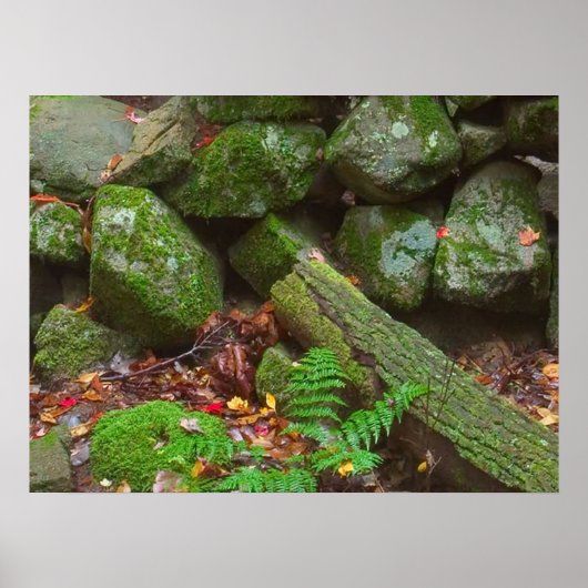 Moss in de Bossen Poster (Voorkant)