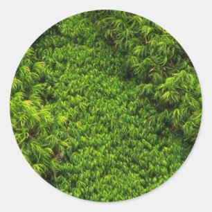 Moss Ronde Sticker