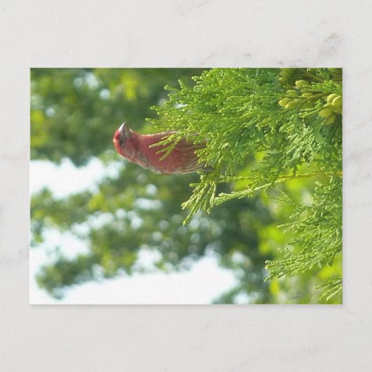 Moss to Crown briefkaart - Red Finch (Voorkant)