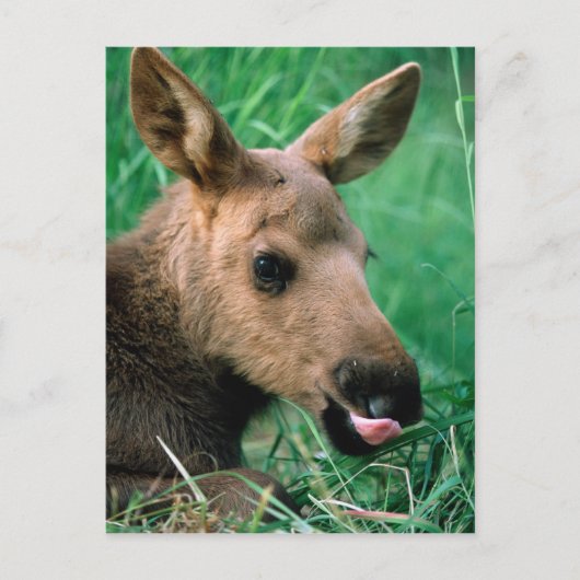 Mossen, Alces alces, kalf dat in gras ligt, Kenai Briefkaart (Voorkant)