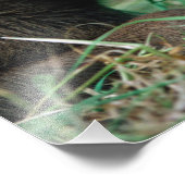 Mossen, Alces alces, kalf dat in gras ligt, Kenai Foto Afdruk (Hoek)