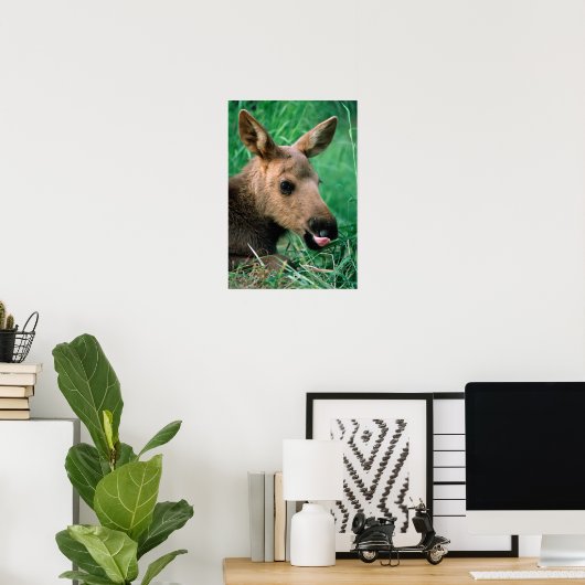 Mossen, Alces alces, kalf dat in gras ligt, Kenai Poster (Thuiskantoor)