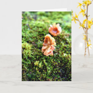 Mossen en lichens met kleine paddenstoelen kaart