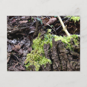 Mosses, Briefkaart van de Lente