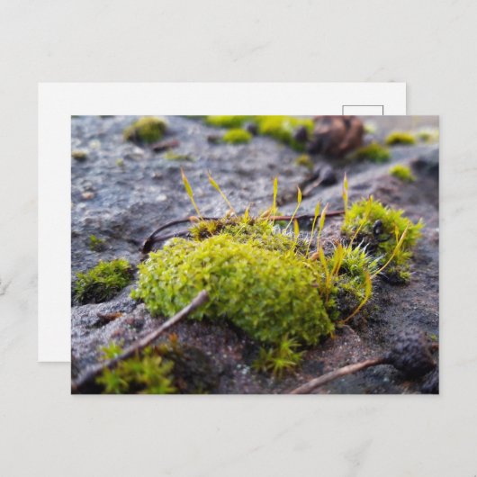 Mosses, Briefkaart van de Lente (Voorkant / Achterkant)