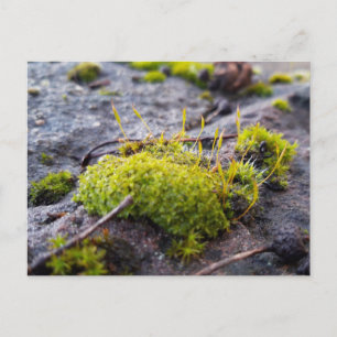 Mosses, Briefkaart van de Lente