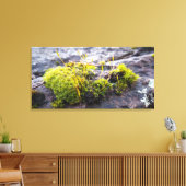 Mosses Canvas Afdruk (Insitu (Woonkamer))