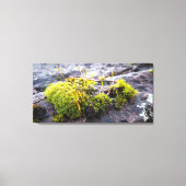 Mosses Canvas Afdruk (Voorkant)