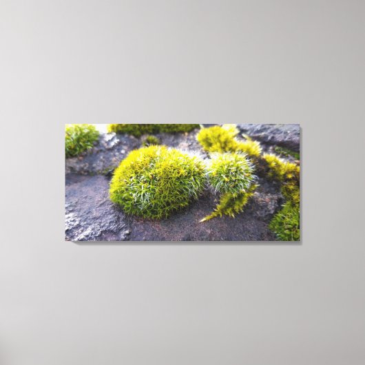 Mosses Canvas Afdruk (Voorkant)