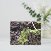 Mosses, Carte postale de réveil du printemps (Debout devant)