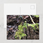 Mosses, Carte postale de réveil du printemps (Devant / Derrière)