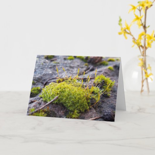 Mosses, Lentesontzoening Kaart (Gele Bloem)