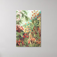 Mosses, Muscinae Laubmoose door Ernst Haeckel
