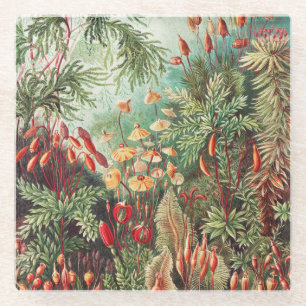 Mosses, Muscinae Laubmoose door Ernst Haeckel Glazen Onderzetter