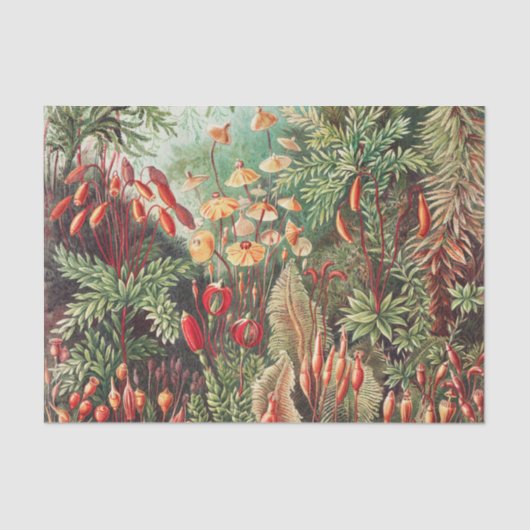 Mosses, Muscinae Laubmoose door Ernst Haeckel Tissuepapier (Voorkant)