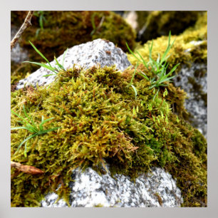 Mosses Poster