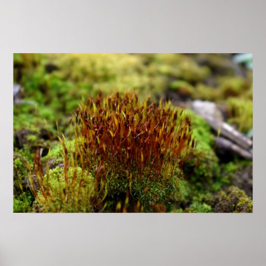 Mosses Poster (Voorkant)