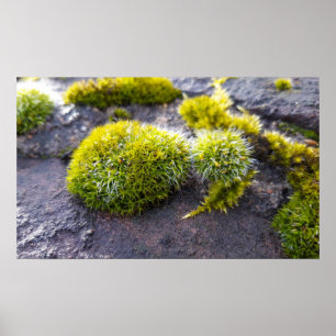 Mosses Poster