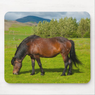 Mossfellsbaer IJslands paard Muismat