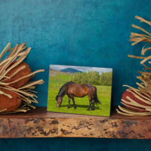 Mossfellsbaer IJslandse paarden Fotoplaat