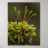 Mossmotief poster (Voorkant)