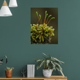 Mossmotief poster