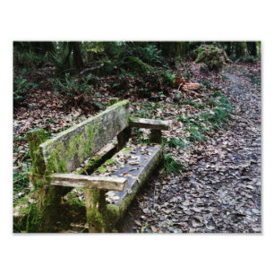 Mossy Bench Natuur Trail in Olympisch Nationaal Pa Foto Afdruk