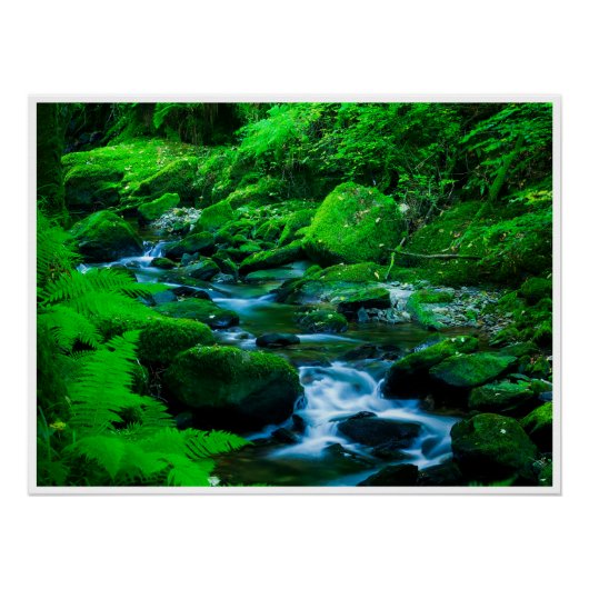 Mossy Forest Stream in Killarney National Park Perfect Poster (Voorkant)